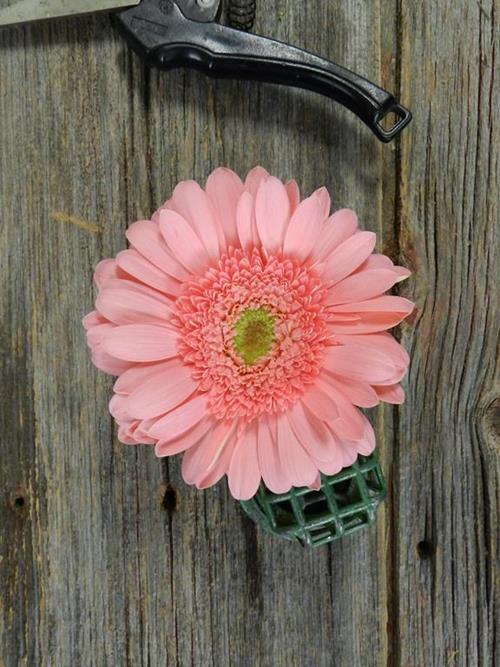 PINK GERBERAS